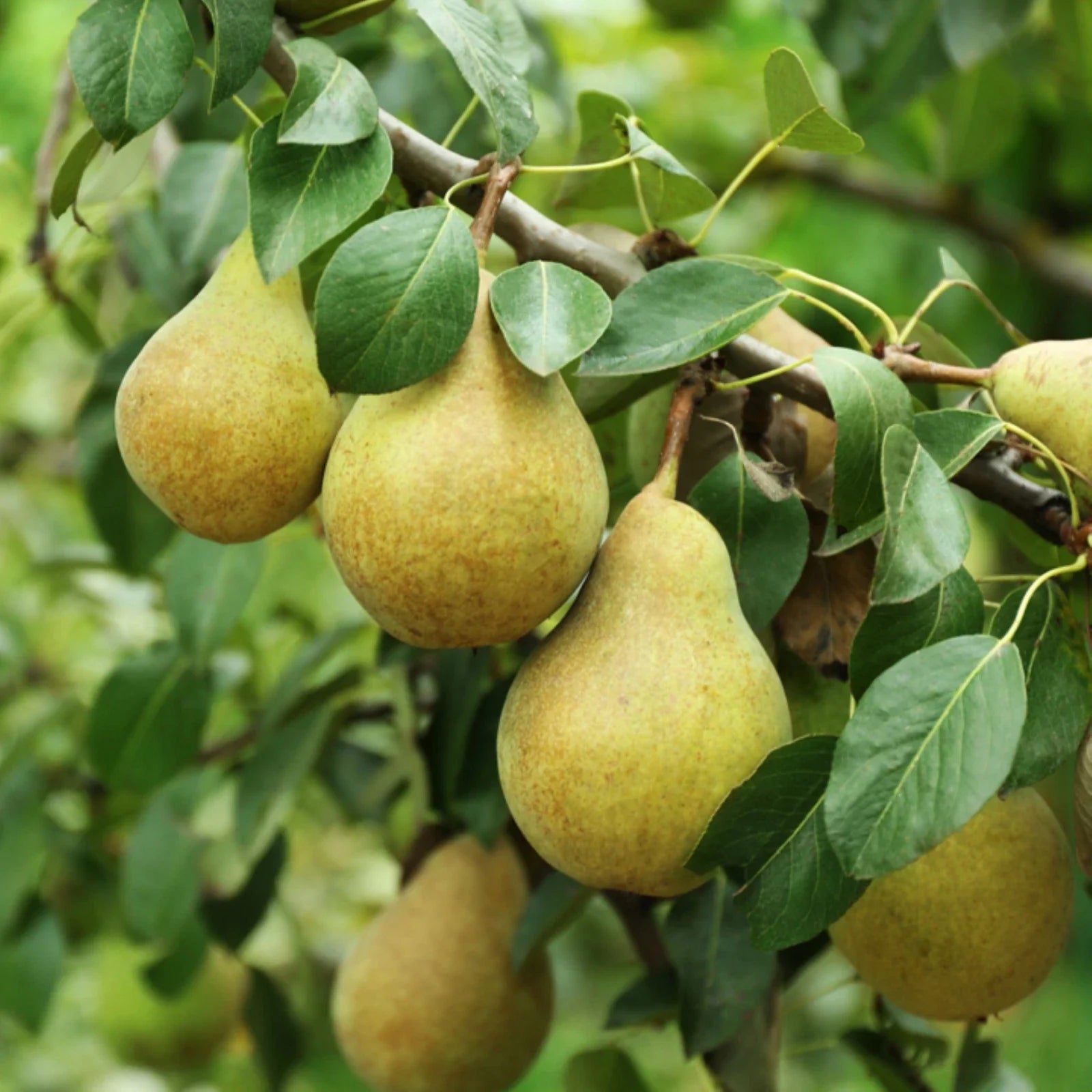 Bartlett Pear Tree Seeds, Pyrus communis, European Williams Green Pear, Fruit Tree Seeds, Garden, Fast Shipping 2025
