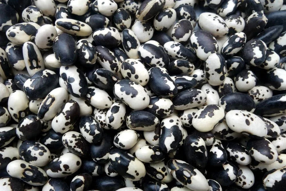 Calypso Bean Seeds - 20 Easy to Grow Phaseolus vulgaris Seeds