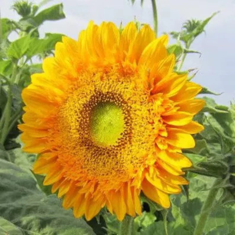 Double Sun Sunflower Seeds - 20 Organic Helianthus annuus Seeds - USA Grown
