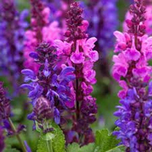 Pink Purple Salvia Seeds - Perennial Flower Seeds for Hummingbirds - Salvia nemorosa, Easy to Grow, Full Sun, 50 Pack