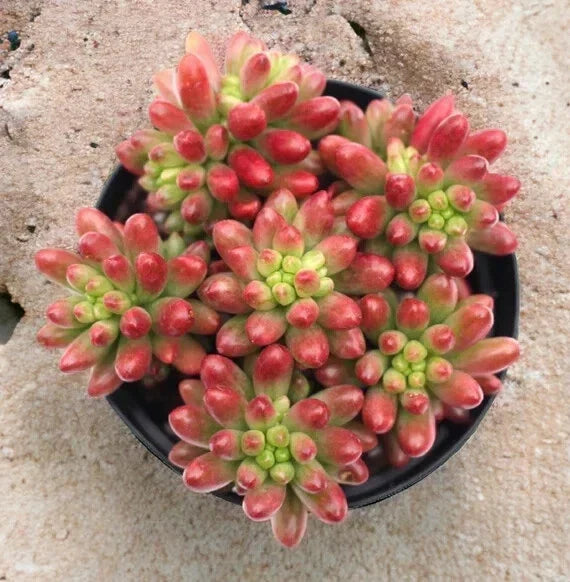 Sedum Rubrotinctum Aurora Pink Jelly Beans Succulent 4 Inch Potted Plant