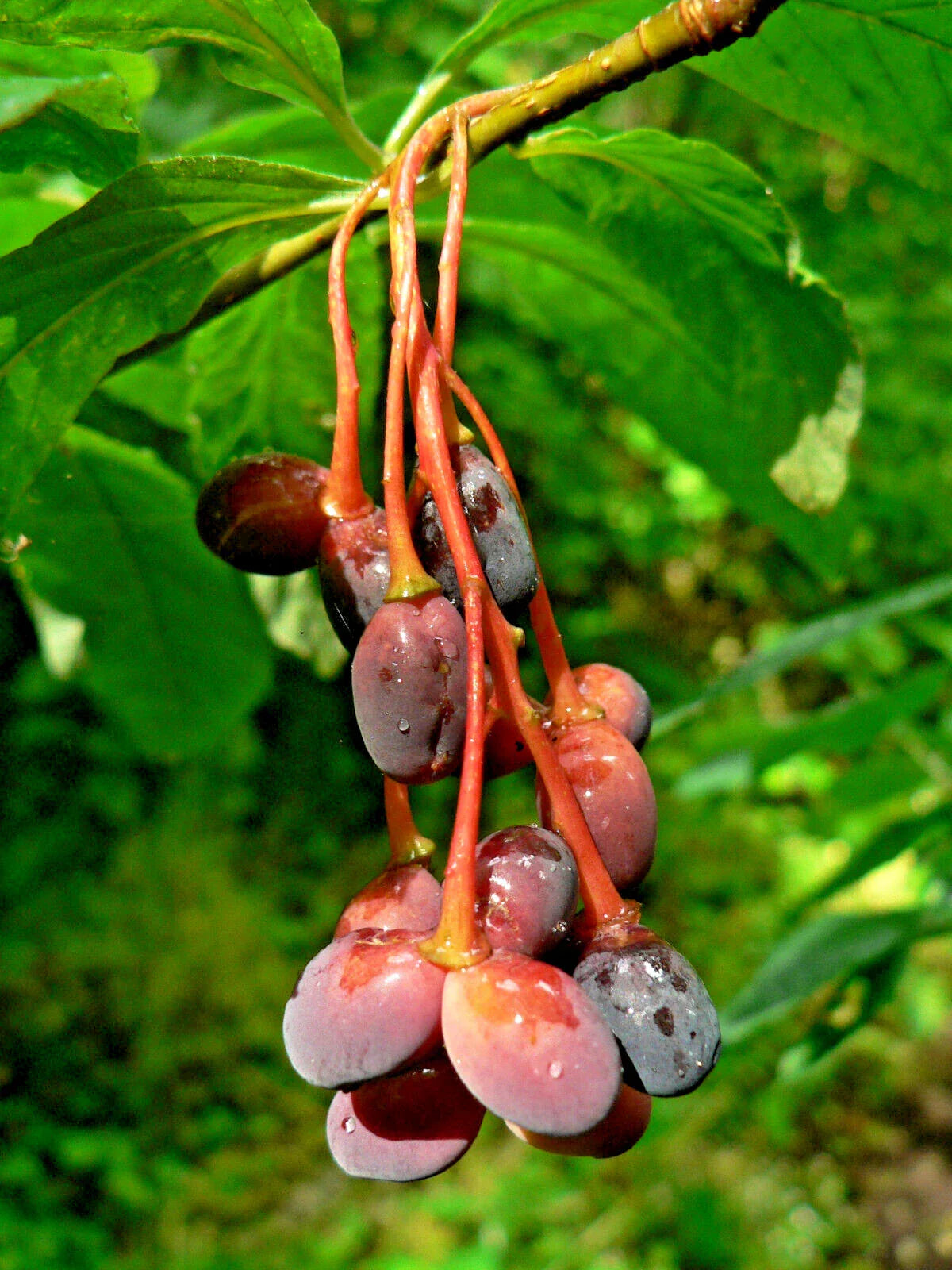 10 Indian Plum Seeds - Fast-Growing Edible Fruit Shrub Oso Berry (Oemleria cerasiformis)