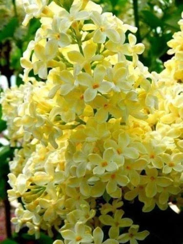 Yellow Lilac Seeds - 25 Perennial Flower Seeds for Fragrant Blooms Syringa vulgaris 'Yellow'