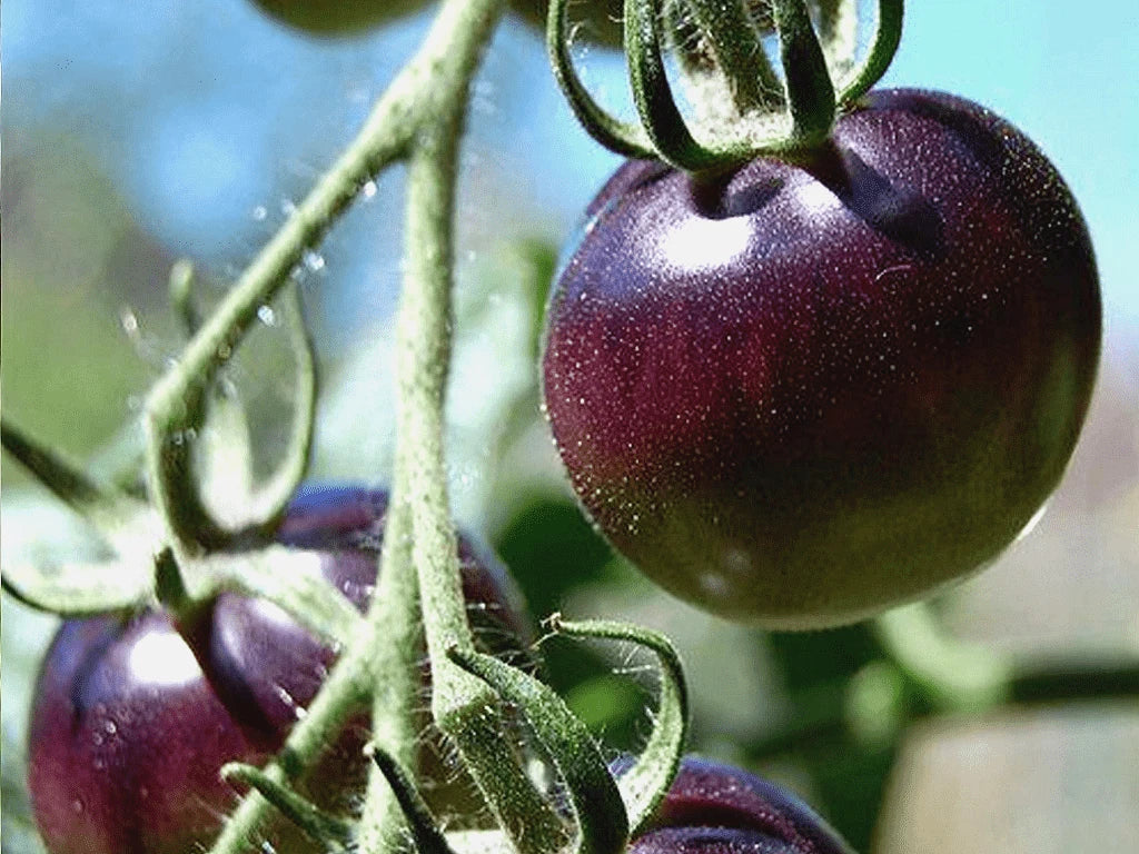 Organic Black Plum Tomato Seeds - 25 Count Heirloom Non-GMO for Virginia Gardens