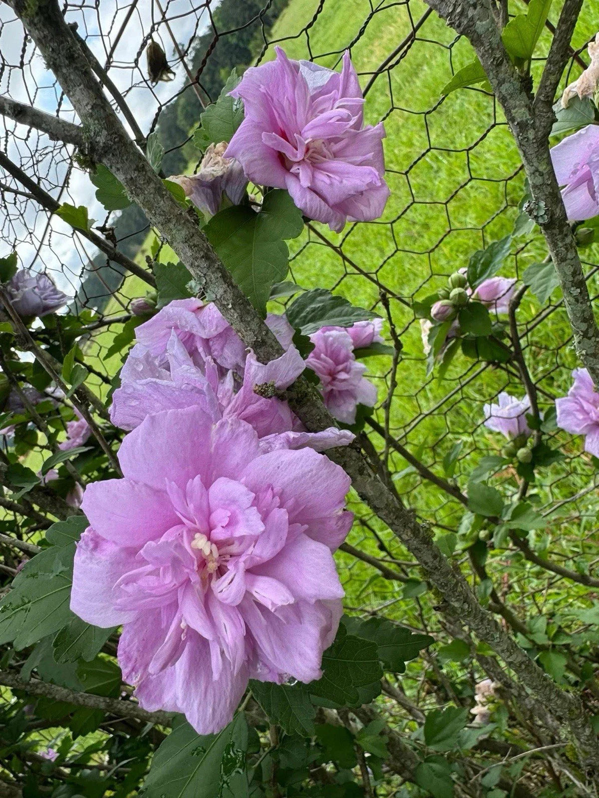 Purple Double Rose of Sharon Hibiscus Shrub Rooted Cuttings - Hibiscus syriacus Live Plants for Garden, Hedges & Borders