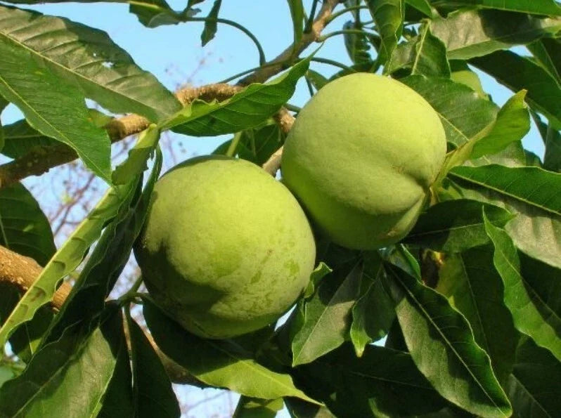 White Sapote Seedling Tree 8-10in Casimiroa edulis Tropical Fruit Plant for Garden