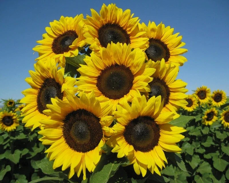 Sunflower Seeds Pack of 50 - Pro Cut Brilliance Variety - Helianthus annuus - Bright Yellow Blooms for Garden & Cut Flowers