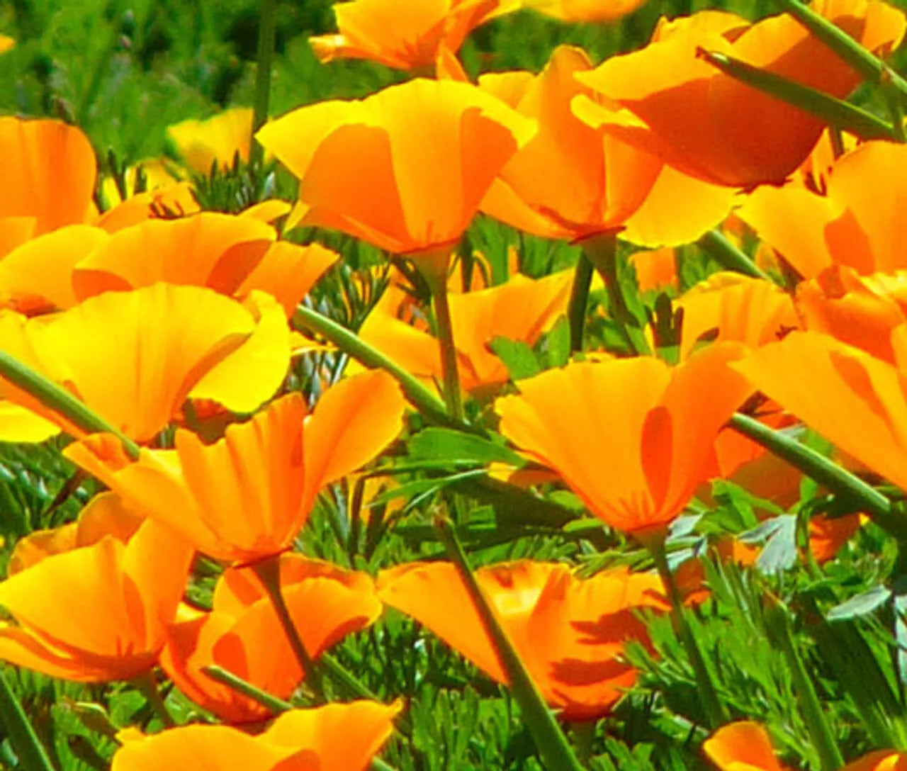 California Poppy Seeds - 300+ Orange Eschscholzia californica Seeds USA