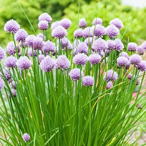 Chives Herb Seeds - 30 Fresh Allium schoenoprasum Seeds for Indoor & Outdoor Gardening - Free USA Shipping