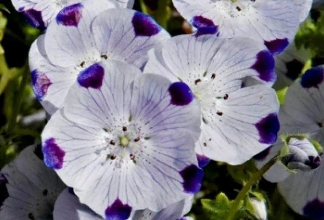 Five Spot Seeds - 50 Pack, Nemophila maculata, Vibrant Annual Flowers for Garden Beds & Borders, Easy to Grow