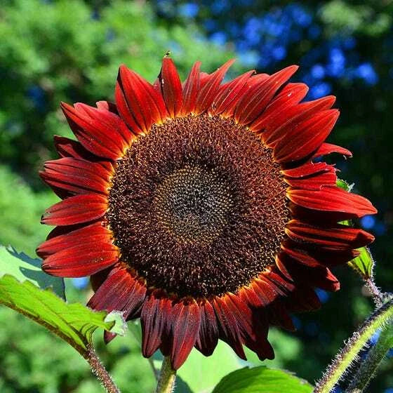 Sunflower Seeds 50 Count Red Sun Bronze Maroon Flowers Non-GMO Helianthus annuus for Garden, Pollinator Attracting, Easy to Grow
