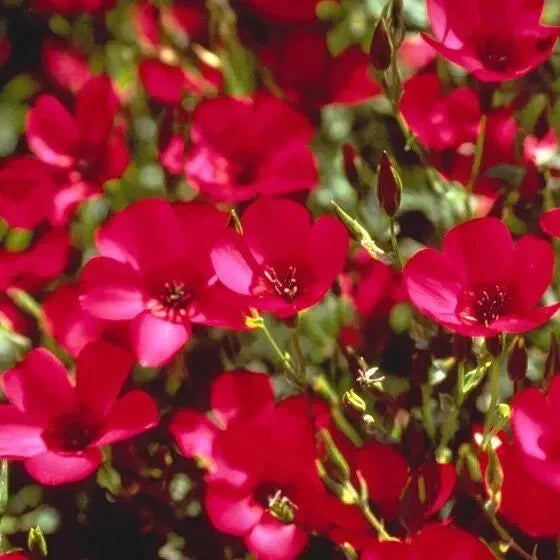 Organic Red Scarlet Flax Seeds - 200 Count - USA Grown Non-GMO Heirloom