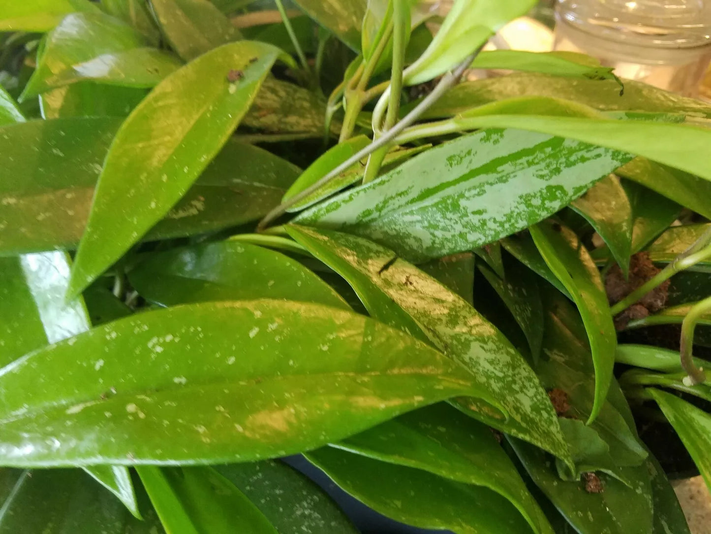 Hoya Pubicalyx Silver Splash Cutting - Exotic Indoor Wax Vine Plant