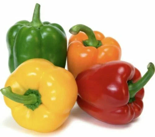 Rainbow Bell Pepper Seeds Mix - 15+ Heirloom Capsicum annuum Varieties for Home Garden