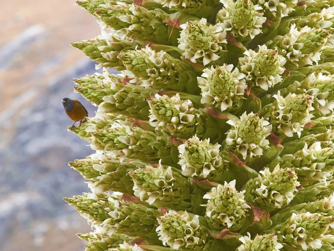 Queen of The Andes Seeds - Rare Puya raimondii for Exotic Garden and Landscape Planting - 10 Pack