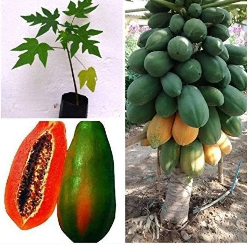 Live Red Lady Papaya Plant - 1 Gallon Pot - Tropical Fruit Tree Carica papaya