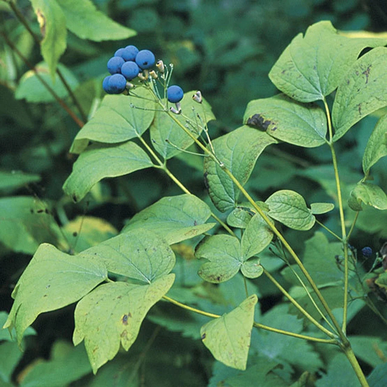 Wild Blue Cohosh Bare Roots 5-Pack Caulophyllum thalictroides Appalachian Native Perennial Plant