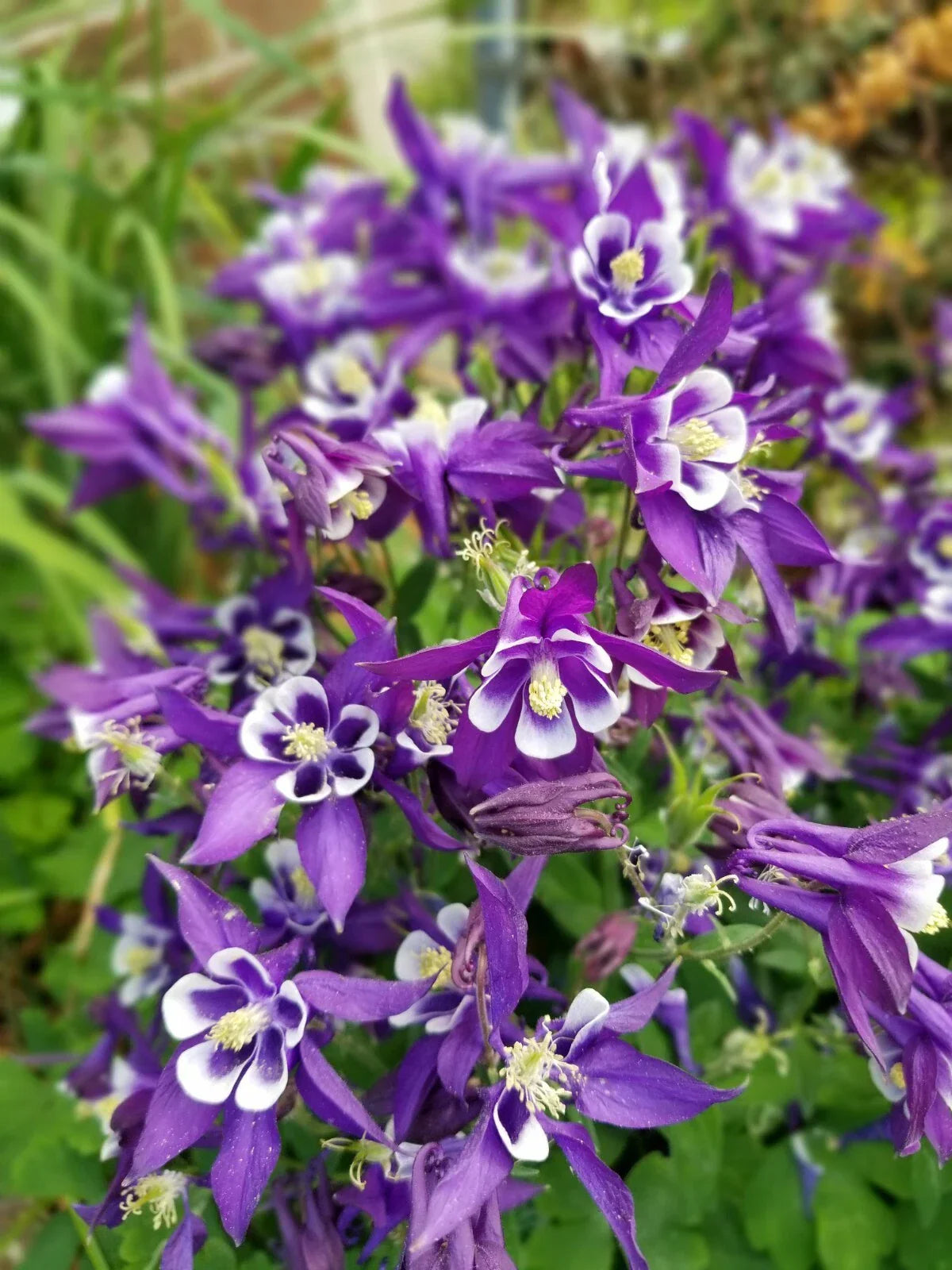 Aquilegia Seeds Pink & Purple Mix - Hardy Perennial Columbine Flowers