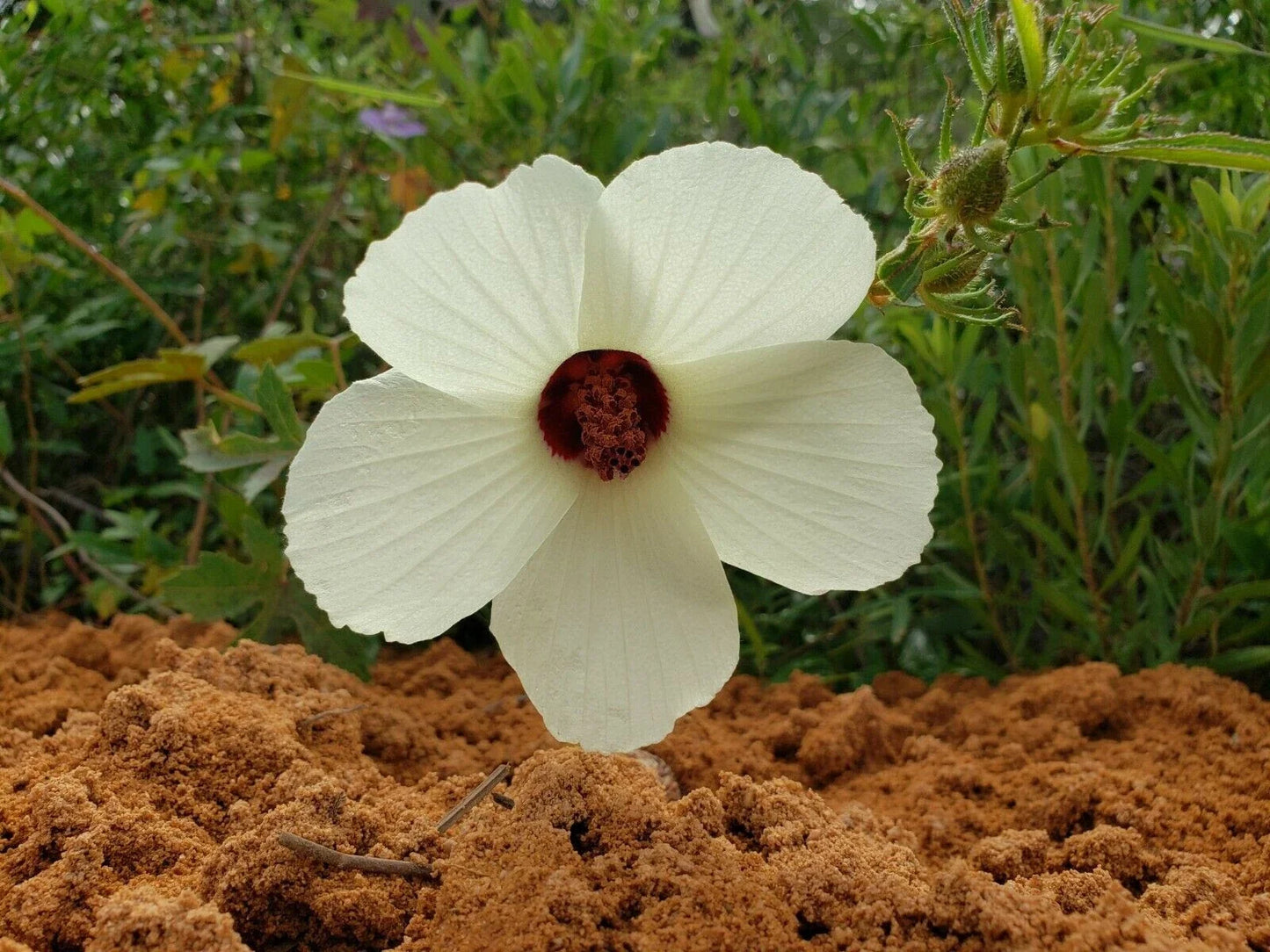 Pineland Hibiscus Seeds | 25 Pack | Hibiscus Aculeatus Florida Native Flowering Plant for Garden, Landscape & Pollinator Attracting