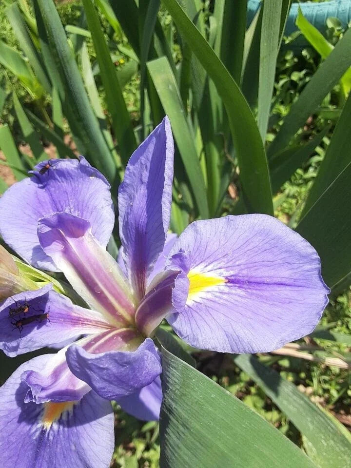 Purple Bearded Iris Plants - Ready to Plant Rhizomes, Clumping Perennials, Iris germanica, Garden Flower Bulbs