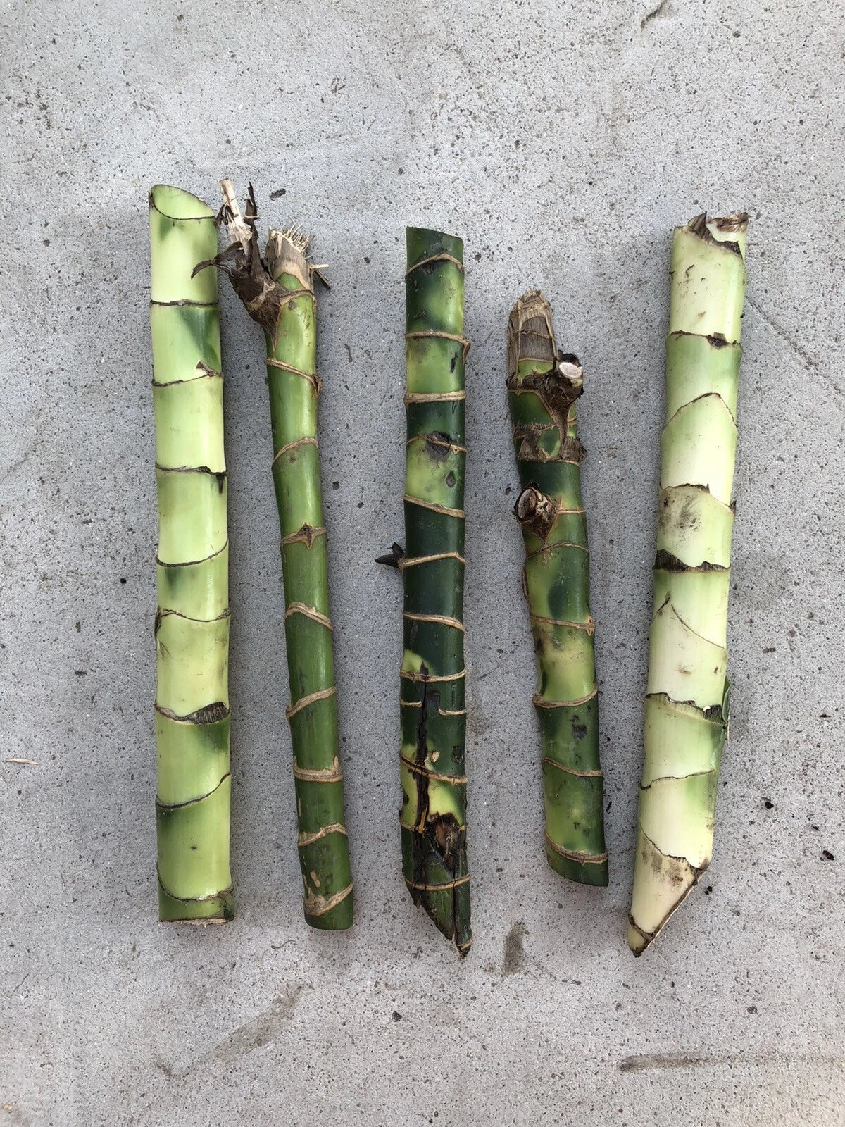 Dracaena Fragrans Fresh Cuttings - 5 Easy to Plant Indoor House Plants No Root Required