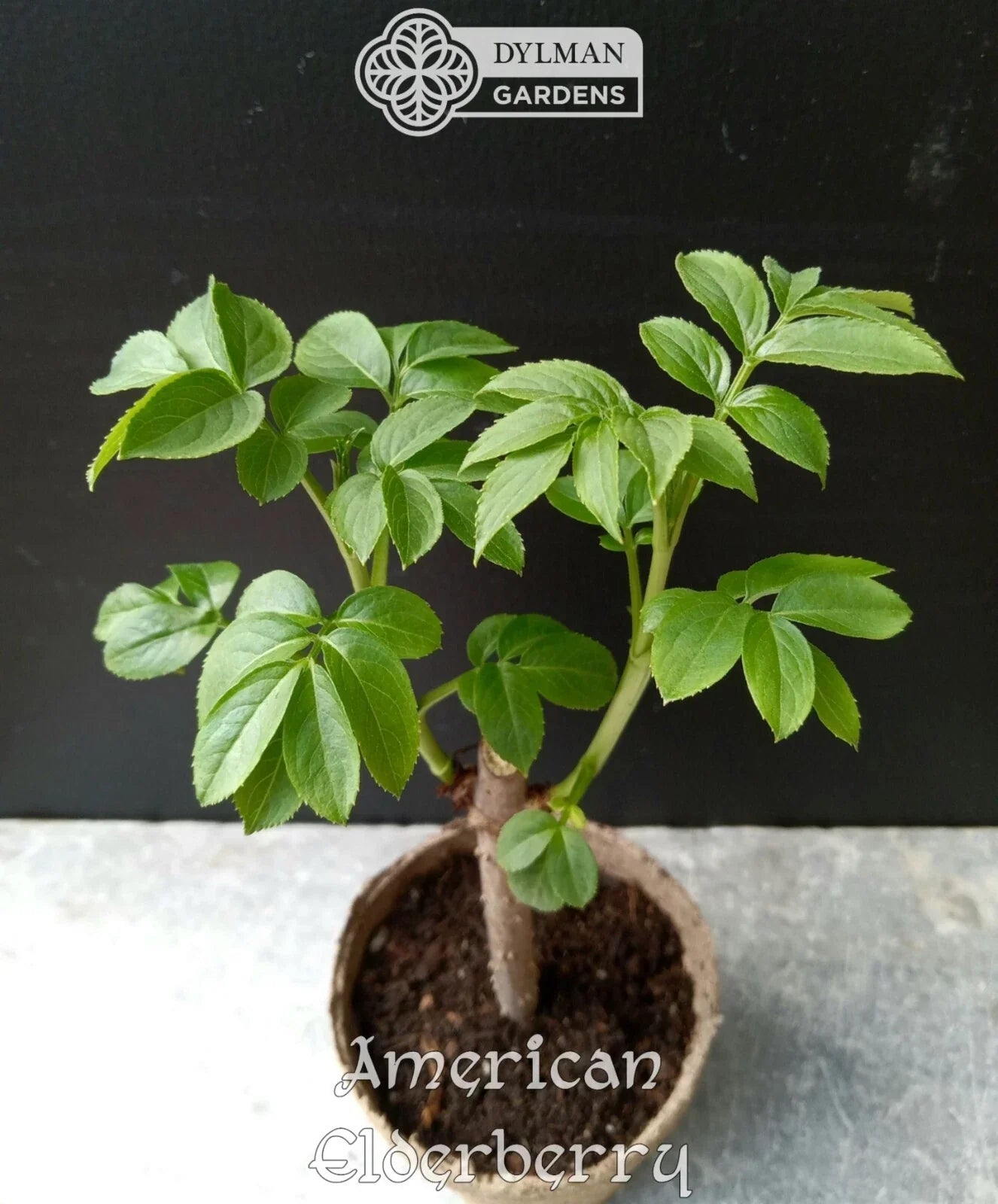 American Elderberry Plants - Live 4 to 6 Inch Sambucus canadensis - Dormant Shipping Oct-Mar