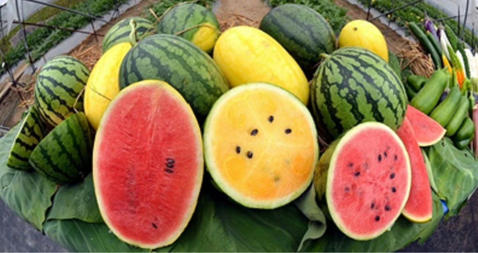Crimson Watermelon Seeds - Red & Yellow Varieties - Sweet & Juicy Citrullus lanatus Seed Packet