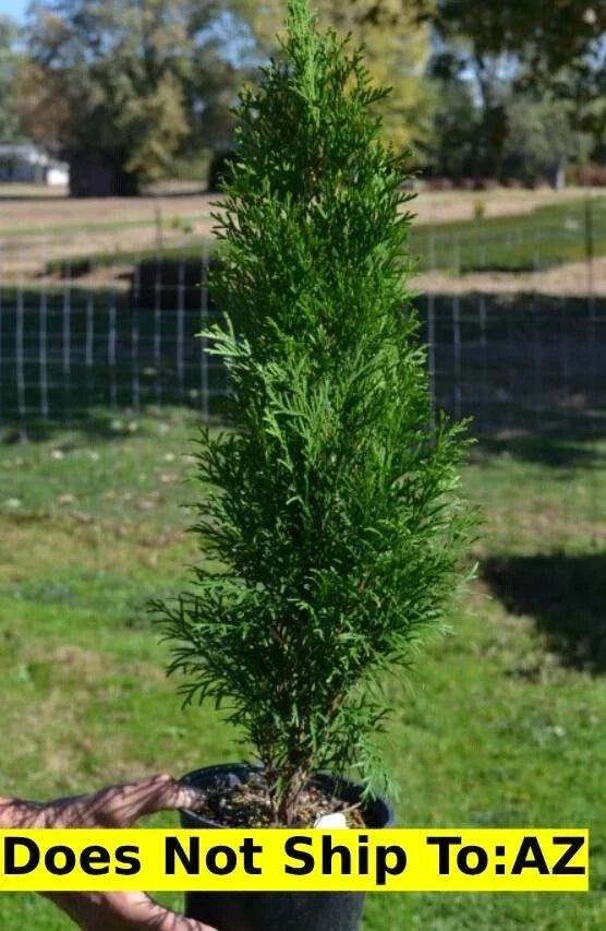 Emerald Green Arborvitae 1-2 ft Thuja Occidentalis Evergreen Shrub for Privacy Screens