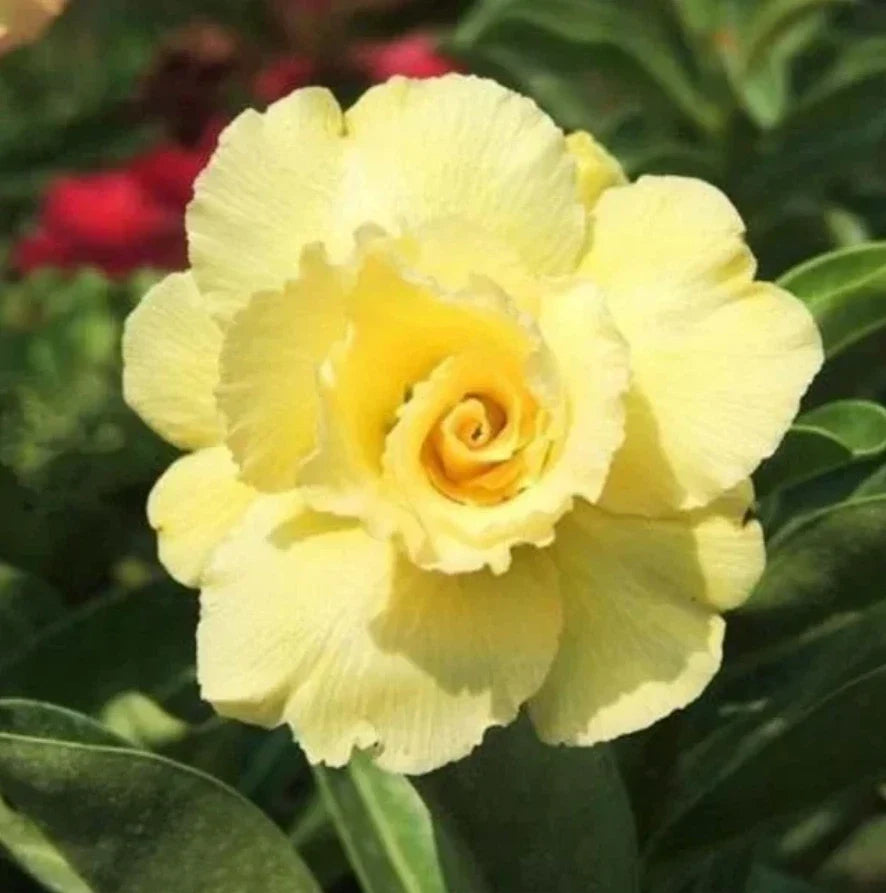 Live Double Yellow Desert Rose Plant - Adenium Obesum with Soil-Wrapped Roots - Tropical Flowering Succulent