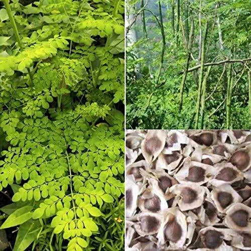 Organic Moringa Oleifera Seeds - Non-GMO Drumstick Seeds for Sprouting and Planting, Fast-Growing Tree