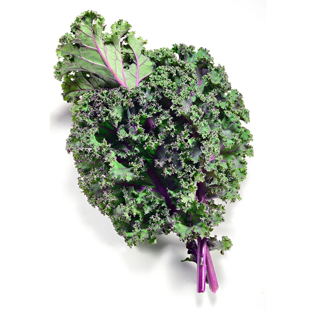 Red Kale Seeds - 300+ Non-GMO Heirloom Brassica oleracea for Organic Gardening
