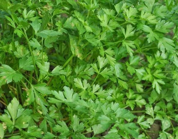 Italian Parsley Seeds – Flat Leaf, Dark Green, Non-GMO, Petroselinum crispum, 500+ Seeds for Herb Garden and Culinary Use