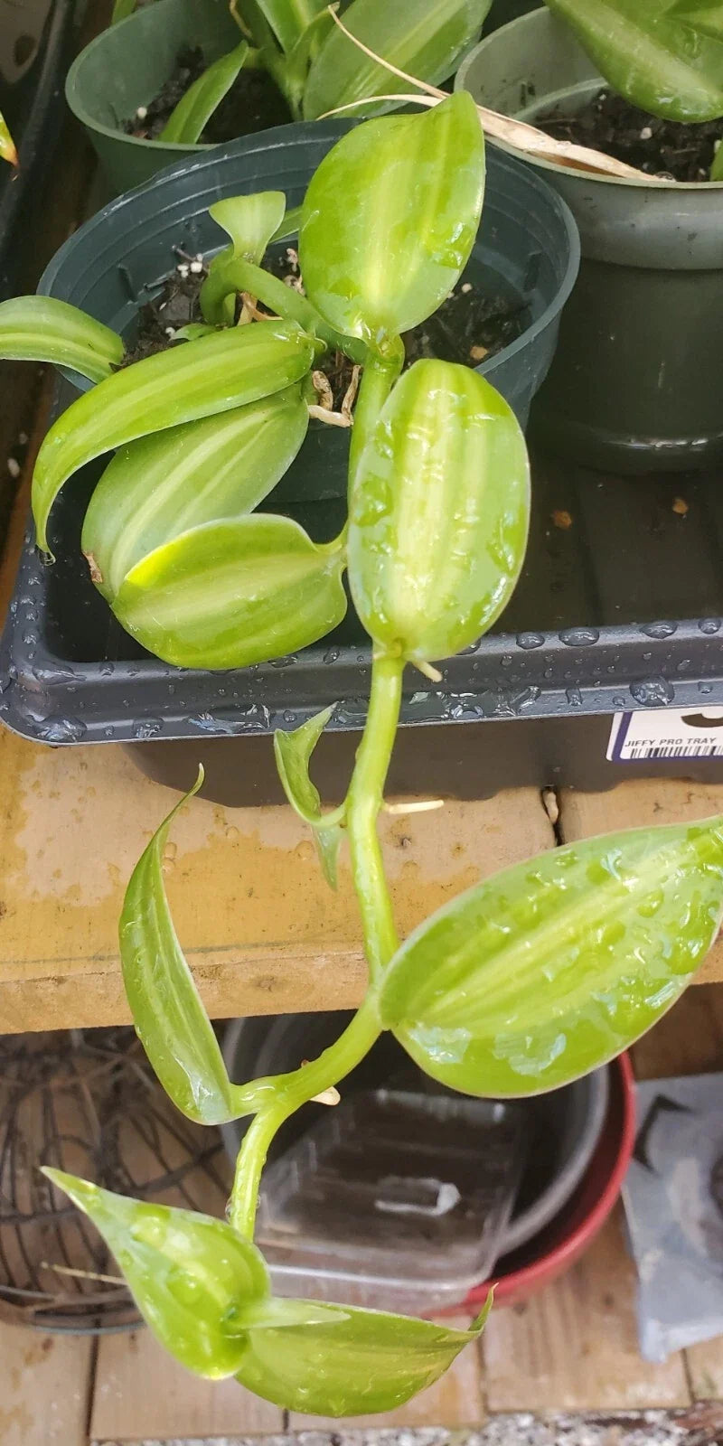 Vanilla Spice Variegated Orchid Live Plant Rooted Cutting - Vanilla planifolia - Indoor Garden, Fragrant Blooms