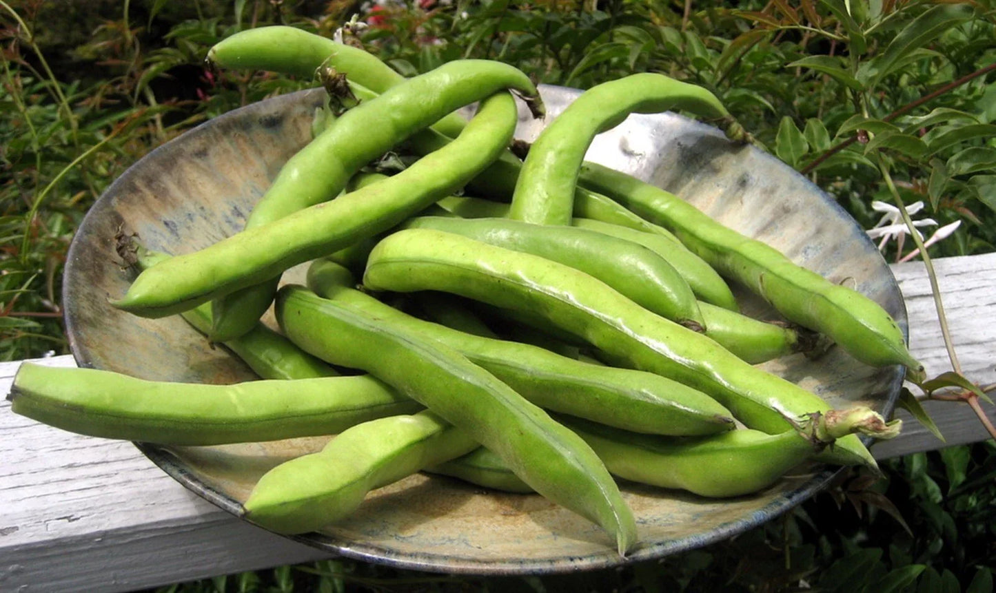 Organic Fava Bean Seeds | Fast Growing Vicia faba | 15 Seeds Pack