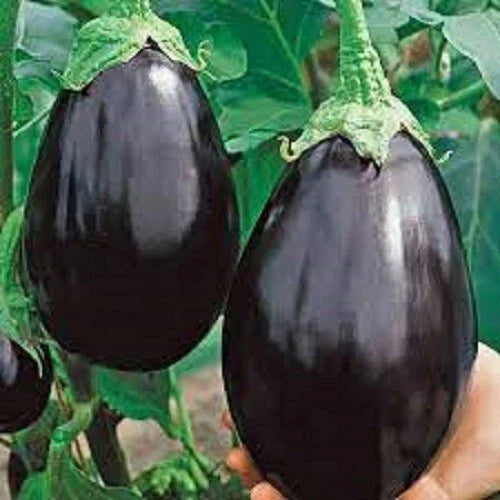 Premium Black Beauty Eggplant Seeds - Organic Heirloom Non-GMO