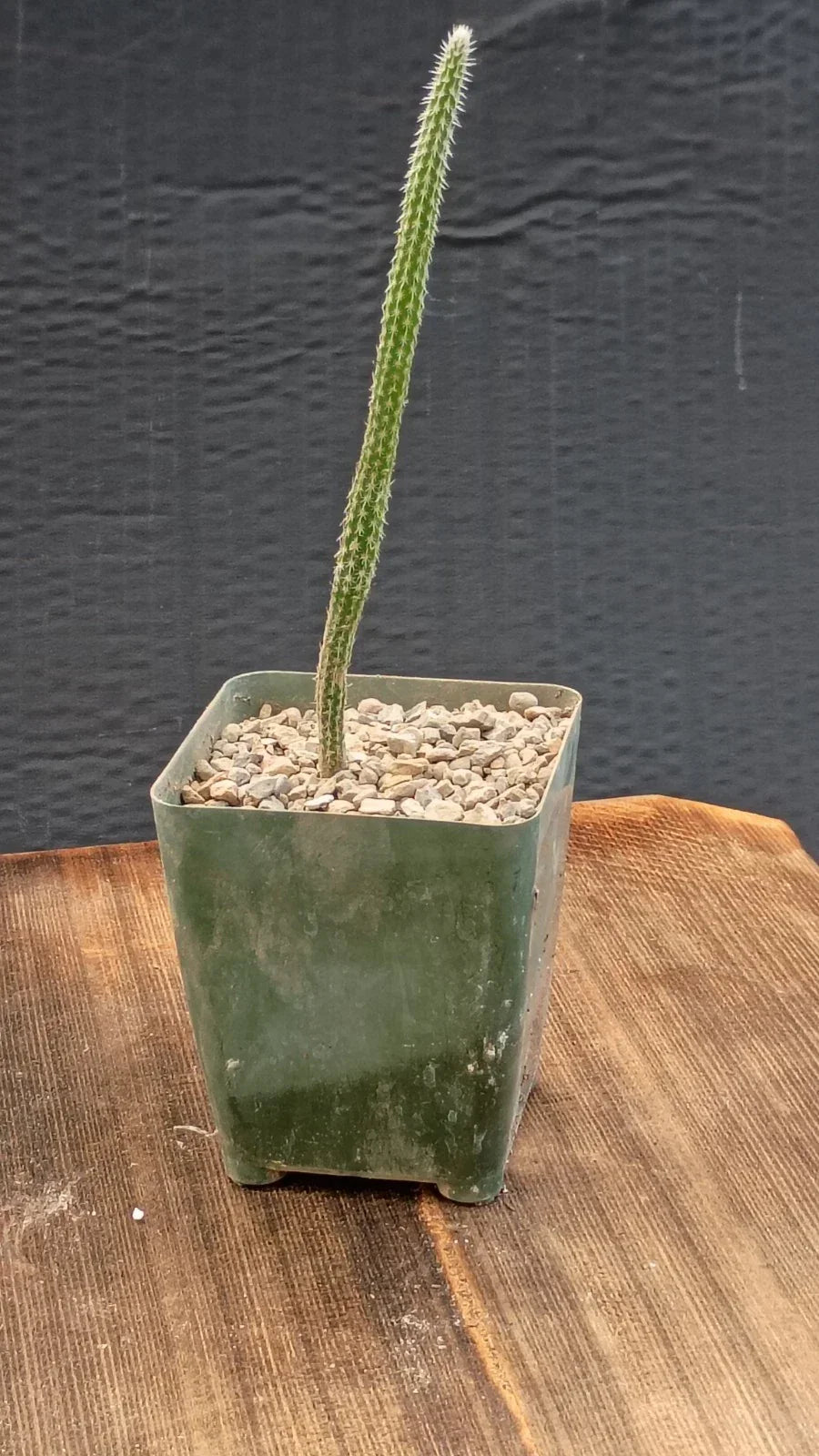 Echinocereus poselgeri Cactus Plant - Texas Native Purple Flowering Succulent for Xeriscaping