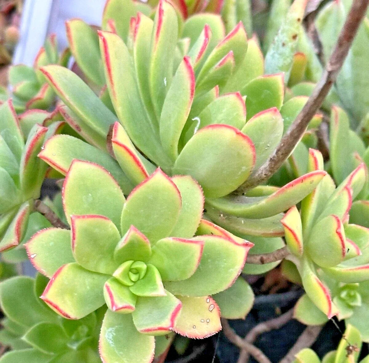 Succulent Cuttings 3-Pack Variegated Kiwi Aeonium Haworthii 'Dream Color' Live Plant, Rosette, Indoor Outdoor