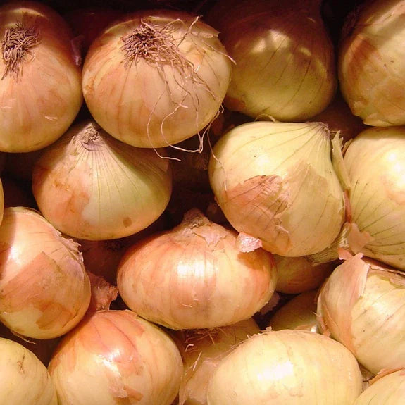 Walla Walla Sweet Onion Seeds | Heirloom Non-GMO Allium cepa | Free Shipping