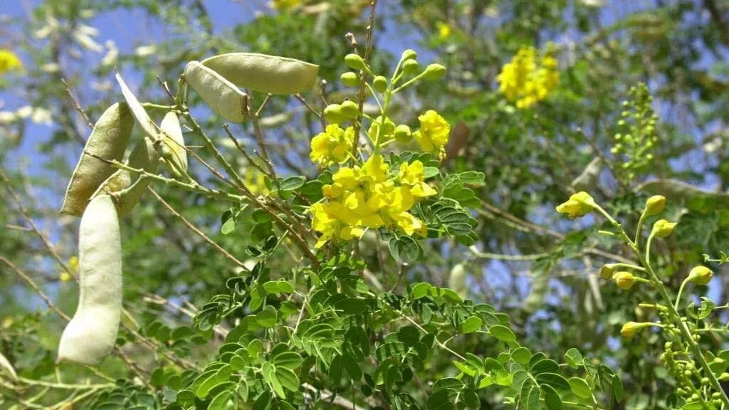 Totoposte Bush Seeds 10 Pack - Caesalpinia Velutina Drought-Resistant Ornamental Plant for Gardens