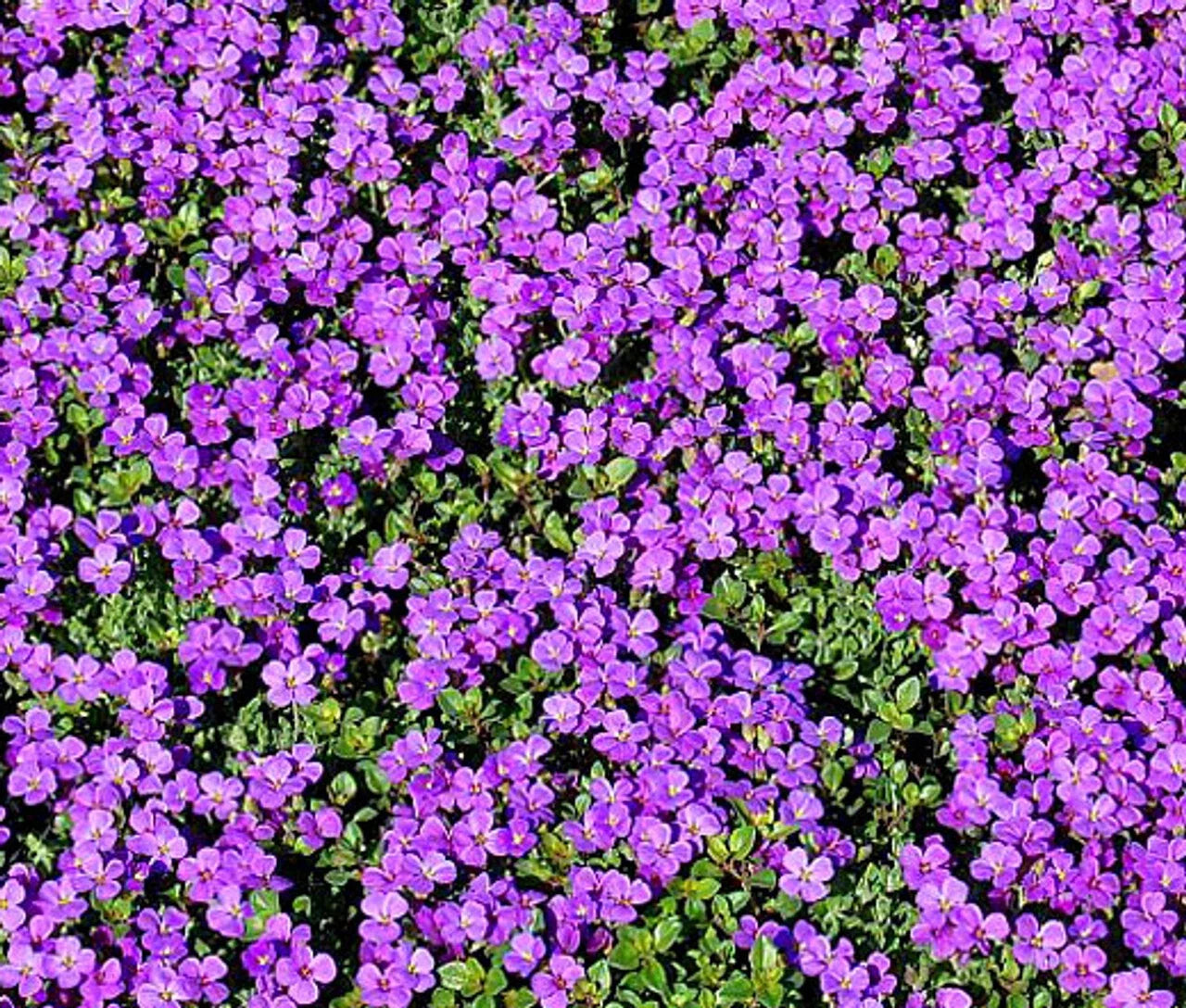 Purple Rock Cress Seeds - Aubrieta deltoidea Perennial Groundcover for Gardens, Erosion Control, Landscape, Bulk Seeds
