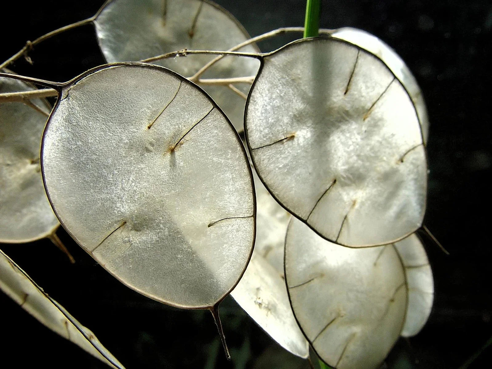 Money Plant Seeds - 50 Pack Lunaria Biennis Honesty Plant for Gardening, Wildflower, Cut Flowers