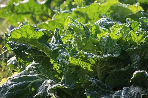Mustard Green Seeds 500+ Heirloom Non-GMO Florida Broad Leaf Brassica juncea for Leafy Garden Greens