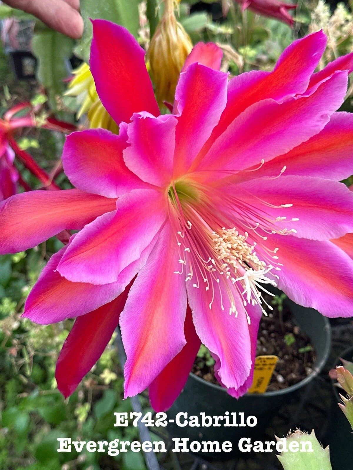 Rooted Epiphyllum Orchid Cactus 4" Starter Pot - Cabrillo Variety - Indoor Houseplant - Epiphyllum oxypetalum