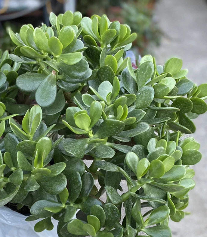 Jade Plant - 1 Rooted Succulent from One Gallon Pot - Crassula ovata Indoor Houseplant with Green Foliage