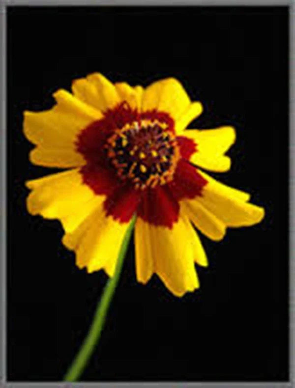 Coreopsis Seeds - 100+ Plains Coreopsis (Coreopsis tinctoria) for Garden, Wildflower, Butterfly Attracting, Easy to Grow