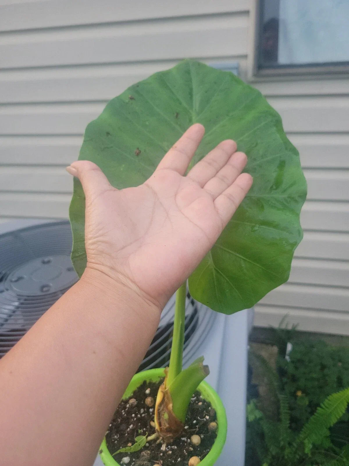 Calidora Elephant Ear Plant - Live Alocasia Persian Palm Tropical Houseplant