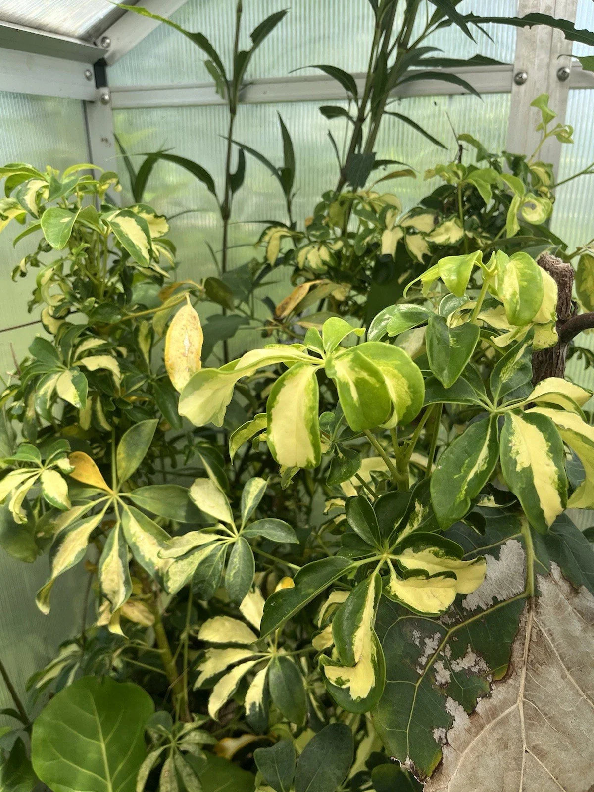 Variegated Schefflera arboricola Unrooted Cuttings – Tropical Houseplant Shrub for Indoor Decor, 6 Pack