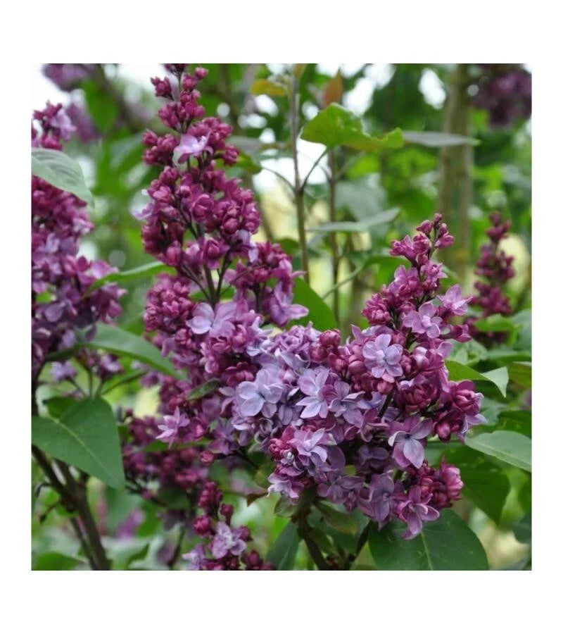 Lilac Live Plant - Adelaide Dunbar Syringa vulgaris - Fragrant Purple Flowers - Spring Blooming Shrub