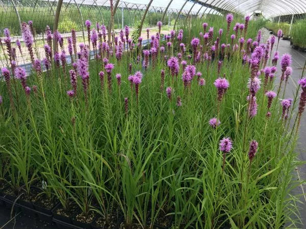 Purple Blazing Star Bare Root Perennials Set of 3 | Liatris spicata | Garden Flowers for Zones 3-8