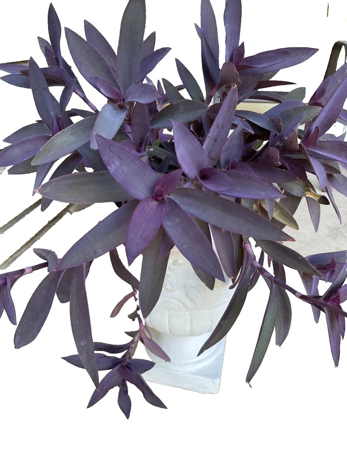 Purple Heart Wandering Tradescantia Cuttings - 15 Live Jew Plant Propagation Cuttings, Tradescantia Pallida Purpurea